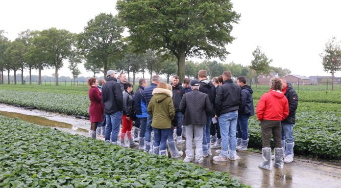 Sadzonki truskawek i malin w holenderskiej ofercie