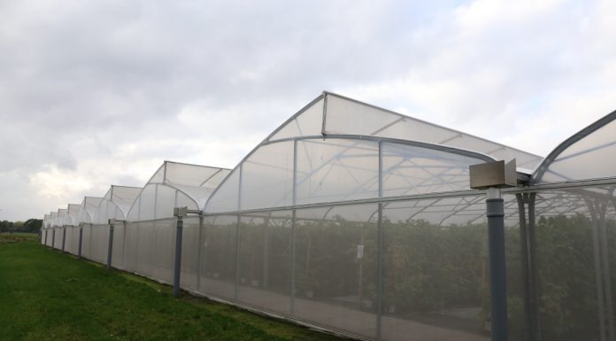 Materiał szkółkarski – co trzeba wiedzieć