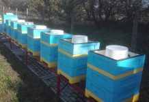 Uzupełnienie zapasów zimowych w pasiekach