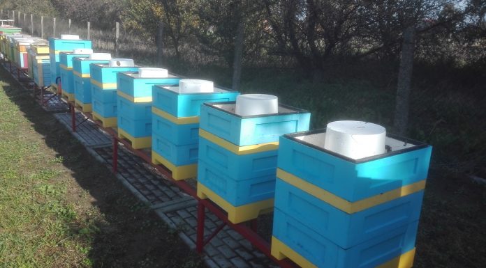 Uzupełnienie zapasów zimowych w pasiekach