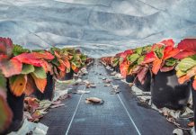 Ochrona truskawek przed przymrozkami i mrozem