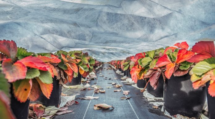 Ochrona truskawek przed przymrozkami i mrozem