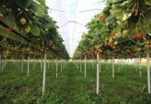 Truskawka powtarzająca owocowanie – wnioski z debaty