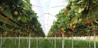 Truskawka powtarzająca owocowanie – wnioski z debaty