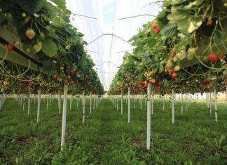 Produkcja owoców jagodowych w 2017 r – szacunki