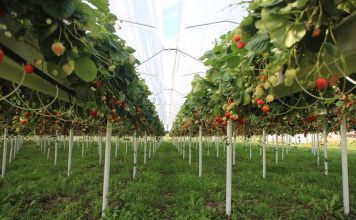 Produkcja owoców jagodowych w 2017 r – szacunki