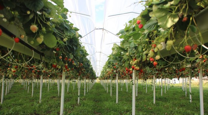 Truskawka powtarzająca owocowanie – wnioski z debaty