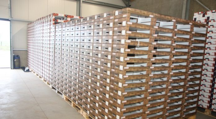 Współdziałanie plantatorów truskawek – inspirujący przykład