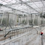 Wyizolowane rośliny poddawane badaniom w centrum rozwojowo badawczym Hoogstraten