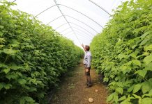 Tunele dla malin na piątkę