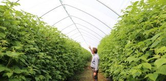 Tunele dla malin na piątkę