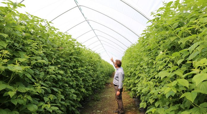 Tunele dla malin na piątkę