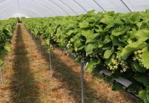 Gotyckie tunele solowe dla truskawek