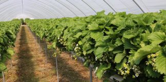 Gotyckie tunele solowe dla truskawek