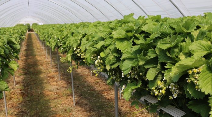 Gotyckie tunele solowe dla truskawek