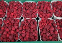 Ceny malin, truskawek, borówek i aronii na rynkach hurtowych