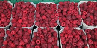 Ceny malin, truskawek, borówek i aronii na rynkach hurtowych