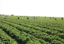 Nowe zasady działania rynku pracy sezonowej