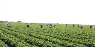 Nowe zasady działania rynku pracy sezonowej