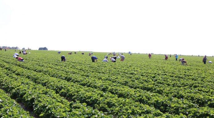 Praca sezonowa dla obcokrajowców po 1 stycznia 2018 r.