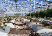 Uprawa jagodowych pod chowanym dachem