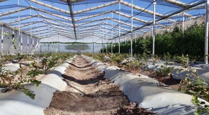 Uprawa jagodowych pod chowanym dachem