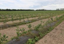 Rośnie produkcja borówek na Ukrainie