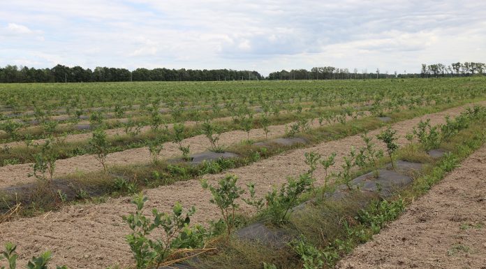 Rośnie produkcja borówek na Ukrainie