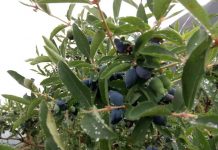 Jagoda kamczacka w Chinach