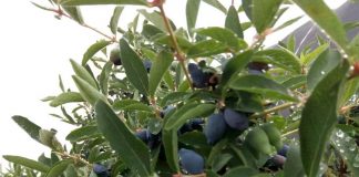 Jagoda kamczacka w Chinach