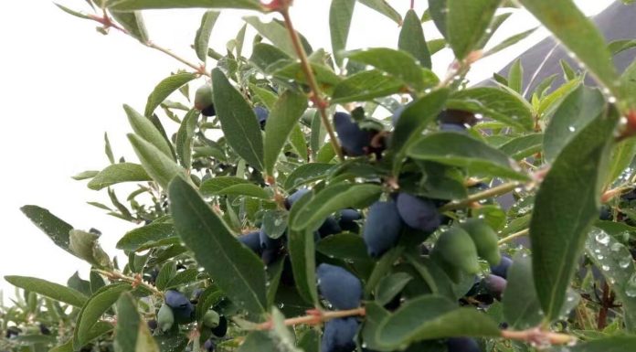 Jagoda kamczacka w Chinach