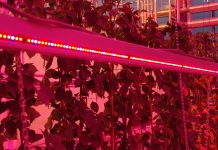 Całoroczna produkcja malin i jeżyn z doświetlaniem