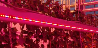 Całoroczna produkcja malin i jeżyn z doświetlaniem