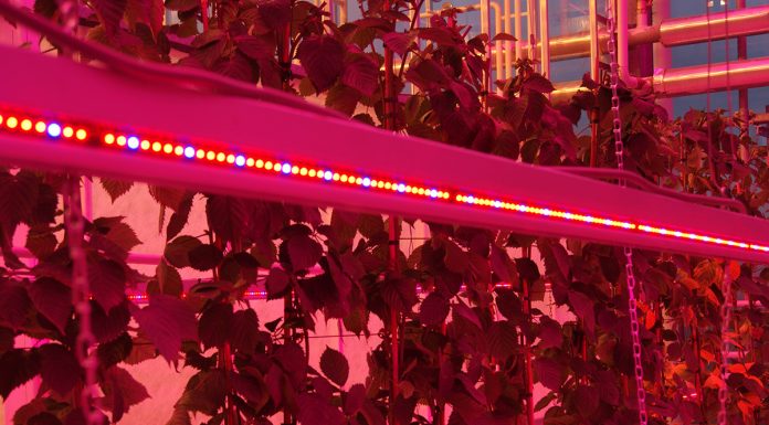 Całoroczna produkcja malin i jeżyn z doświetlaniem