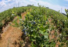 Zmiany na rynku borówki i wyzwania na najbliższe lata