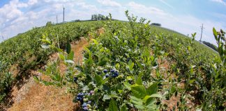 Zmiany na rynku borówki i wyzwania na najbliższe lata