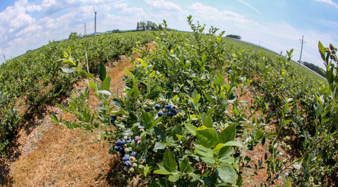 Zmiany na rynku borówki i wyzwania na najbliższe lata