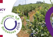 Wyzwania na borówkowym rynku – Konferencja Borówkowa 2018
