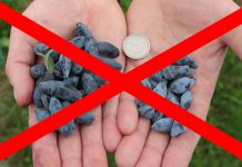 Czy jagoda kamczacka jest legalna? FILM