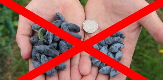 Czy jagoda kamczacka jest legalna? FILM