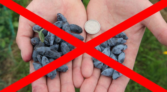 Czy jagoda kamczacka jest legalna? FILM