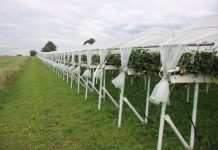 Uprawa truskawek pod daszkami