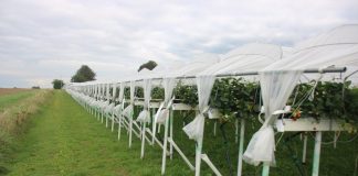 Uprawa truskawek pod daszkami