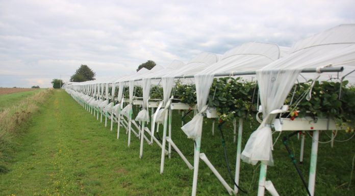 Uprawa truskawek pod daszkami