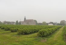 Uprawa czarnej porzeczki we Francji