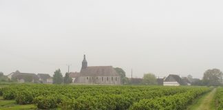 Uprawa czarnej porzeczki we Francji