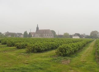 Uprawa czarnej porzeczki we Francji