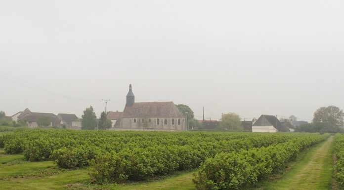 Uprawa czarnej porzeczki we Francji