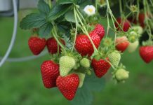 Meksykański eksport owoców jagodowych rośnie jak na drożdżach