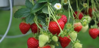 Meksykański eksport owoców jagodowych rośnie jak na drożdżach